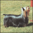 Learn the requirements of a well-bred Silky Terrier by studying the description - photo 5