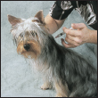 Discover how to select a qualified vet and care for your dog at all stages of - photo 9