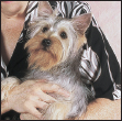 Consider the care of your senior Silky Terrier including the proper diet for a - photo 10