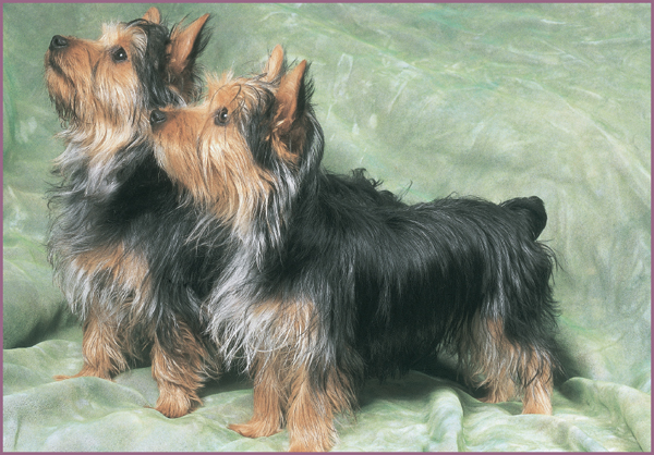 By any other name the Silky Terrier is one of the worlds most delightful - photo 13