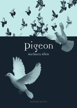 Allen - Pigeon