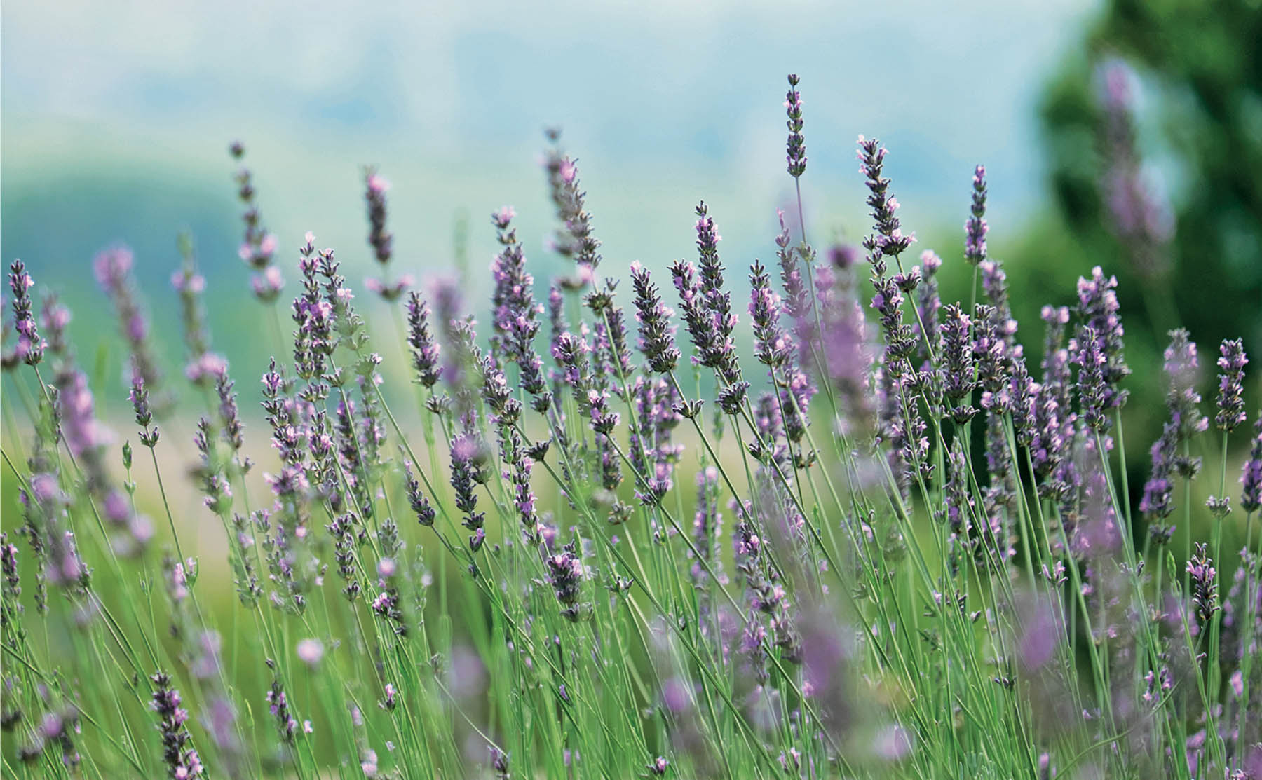 Lavender at Chateau Dumas see page 134 Just shy of three years later I left - photo 8