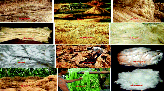 Fig 3 Different types of natural fibers used as reinforcement in polymer - photo 3