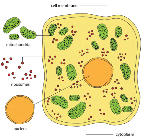 This diagram shows a typical eukaryotic cell July StoreShutterstockcom The - photo 3