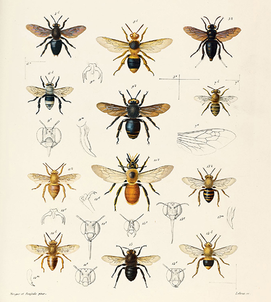 Natural histories Innumerable insects the story of the most diverse and myriad animals on earth - image 8