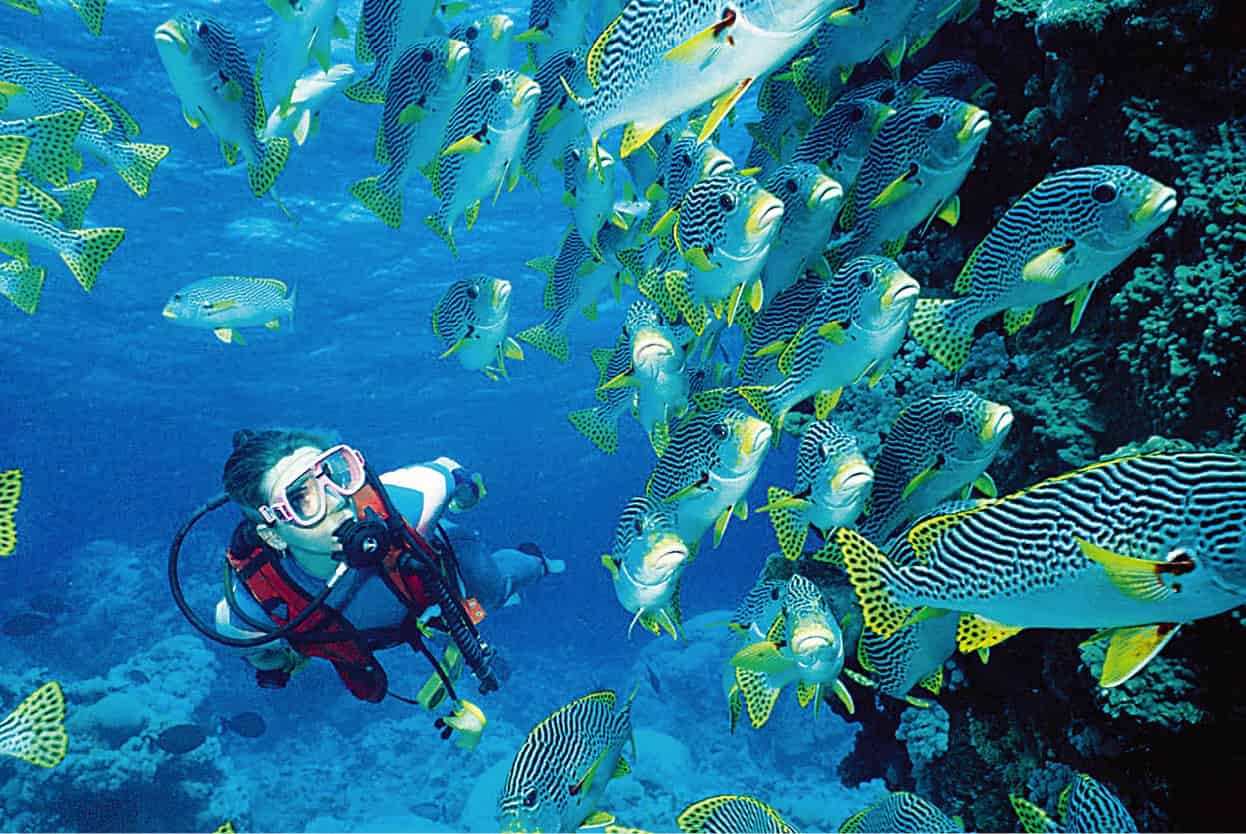 Top Attraction 9 Pro Dive Cairns Great Barrier Reef Located off the Queensland - photo 12