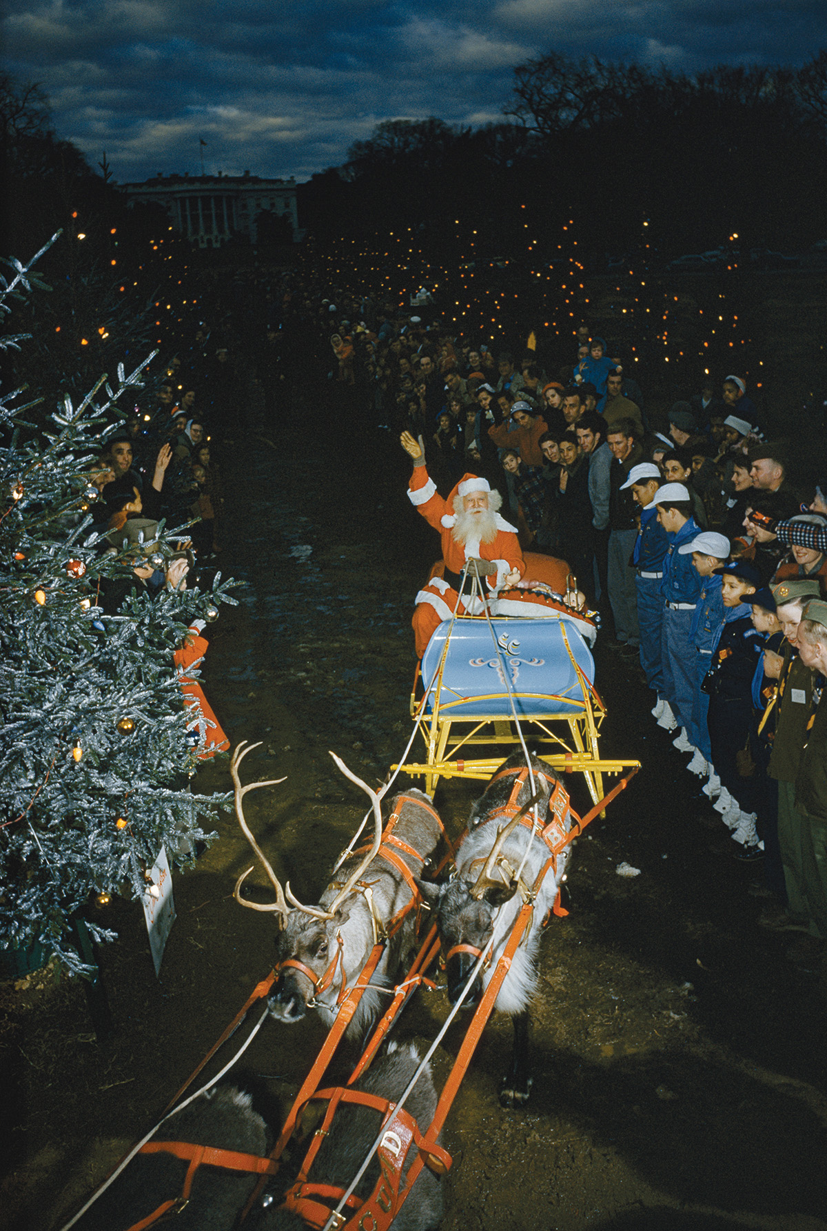 Alaskan reindeer pull Santas sled during the Pageant of Peace Washington DC - photo 6