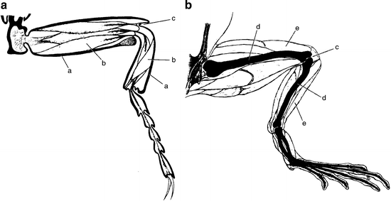 Fig 11 Legs of a vertebrate and an arthropod When fishes first emerged - photo 1