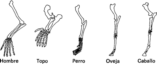 Fig 12 Different leg designs Fig 13 The evolution of a leg into a - photo 2