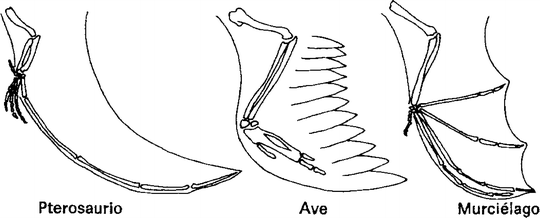 Fig 13 The evolution of a leg into a wing In addition some vertebrates - photo 3