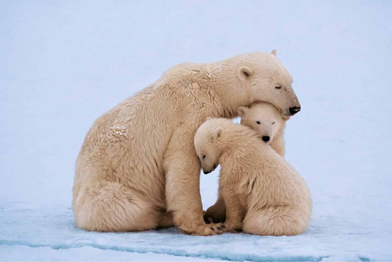 Polar Bear Capital Churchill Manitoba is a very popular attraction as - photo 5