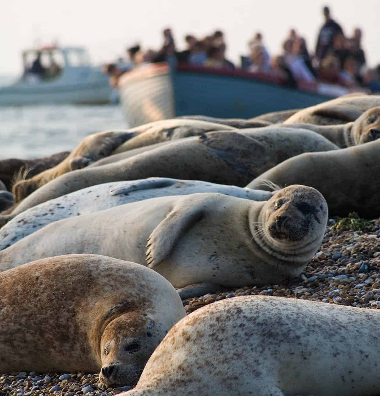 Blakeney seals Take a boat trip from Morston to Blakeney Point to see a colony - photo 7