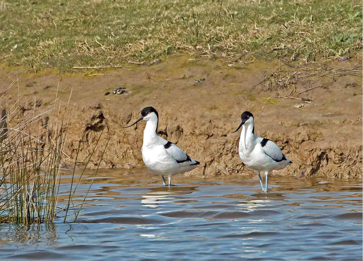 Minsmere RSPB Nature Reserve Seek out birds and other wildlife at this - photo 11