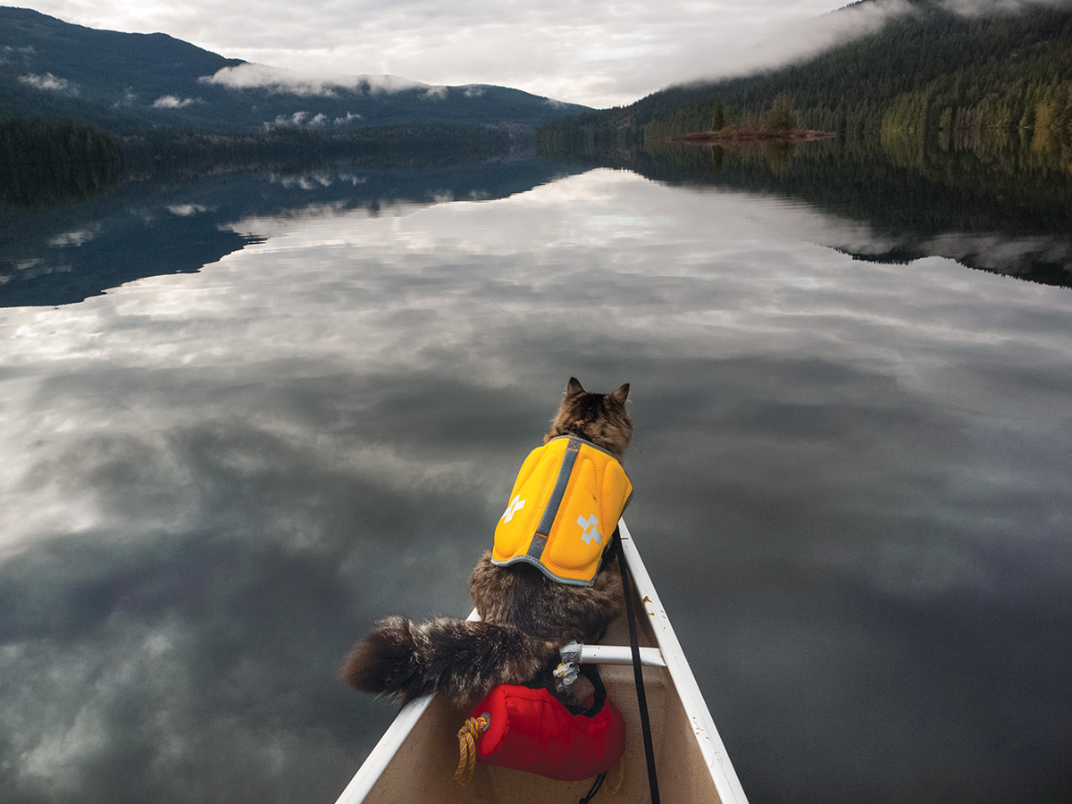 INLAND LAKE BC INLAND LAKE BC There is always time for a quick catnap - photo 26