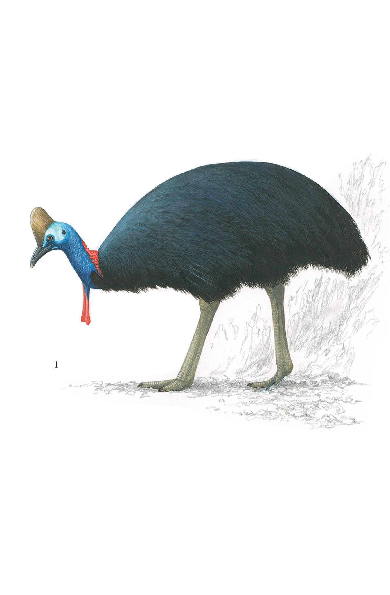 1 SOUTHERN CASSOWARY Casuarius casuarius 130170cm FIELD NOTES Immature brown - photo 12