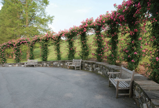 Rosa American Pillar at Longwood Gardens Contents Canavalia gladiata - photo 4