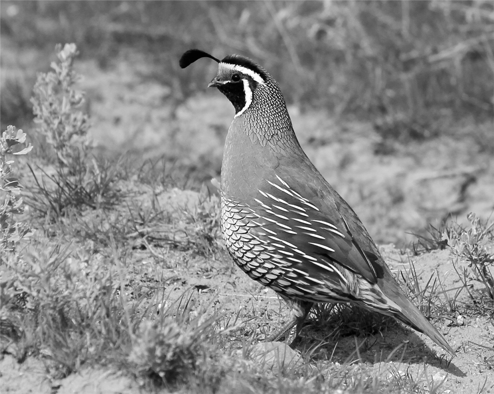 A California quail poses on the Yakima Skyline Trail Hikes at a Glance - photo 18