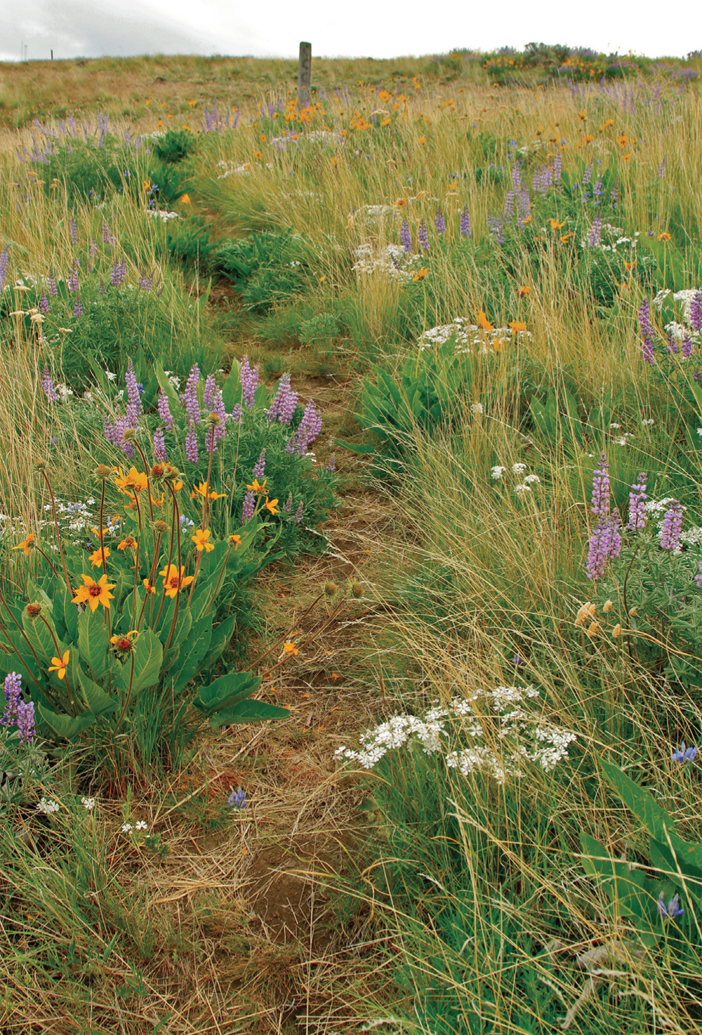 Wildflowers display a quilt of seasonal color on the Cowiche Mountain Loop - photo 3