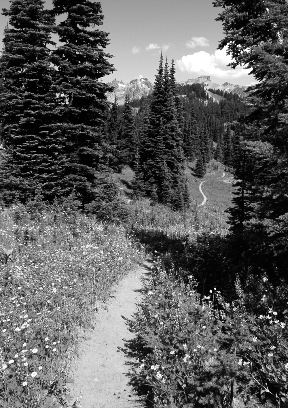 A trail of wildflowers shows hikers the way to Sheep Lake Acknowledgments - photo 24