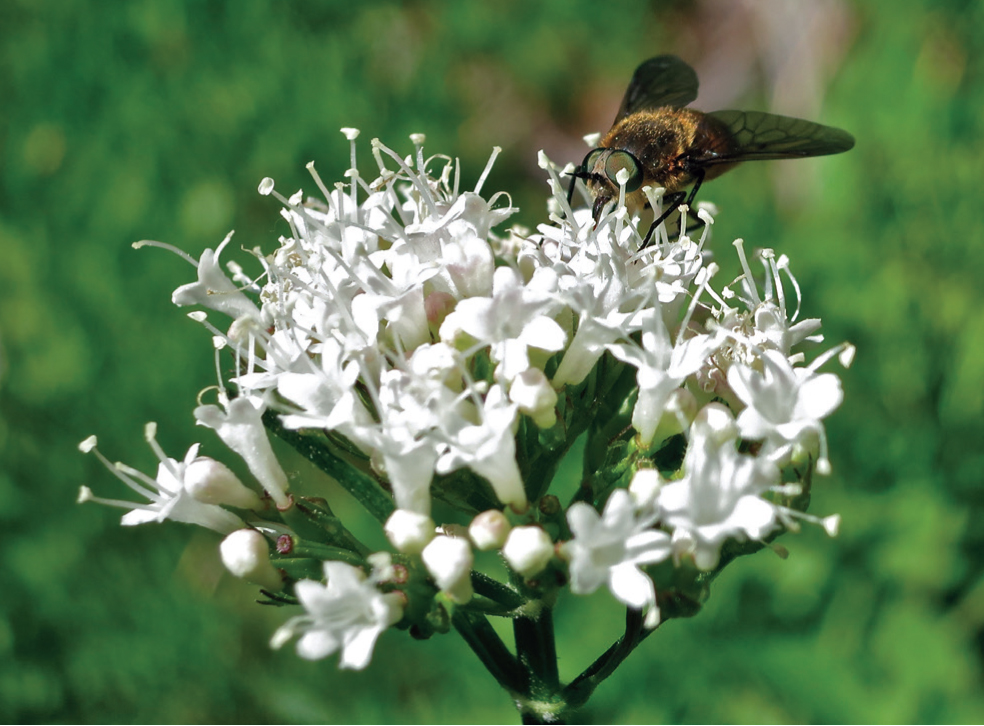 A fly enjoys a meal of nectar on a Sitka valerian flower in Bird Creek Meadows - photo 5