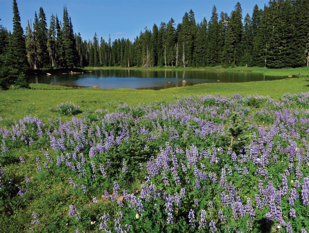 Lupine thrive in the moist soil near Deer Lake A fly enjoys a meal of - photo 4