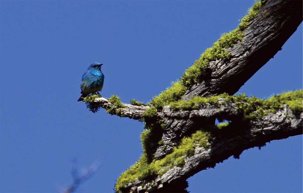 With a keen eye and a quiet gait you may spot mountain bluebirds on the east - photo 7