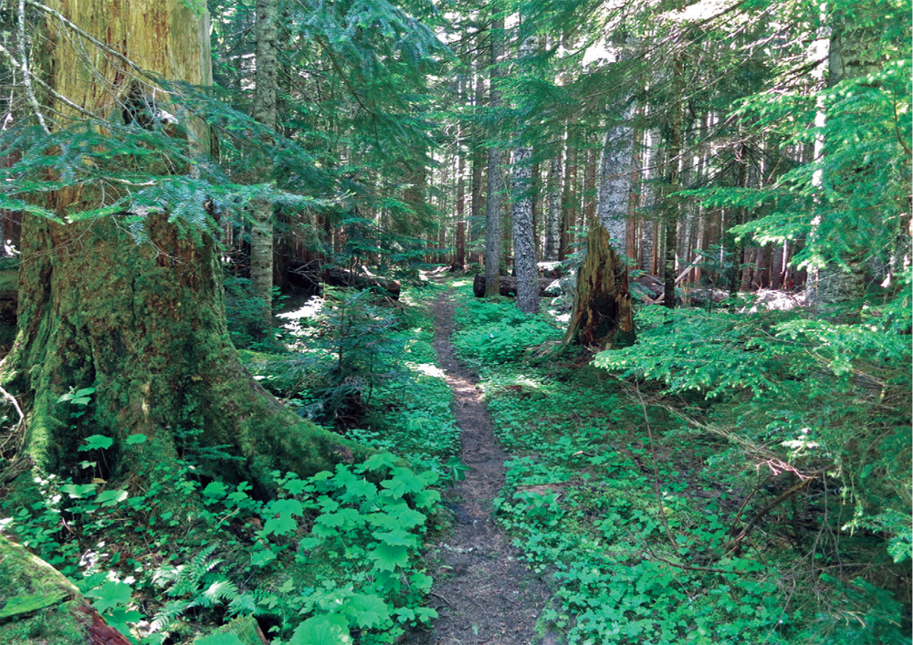 A sea of green along the trail in the Gifford Pinchot National Forest - photo 6