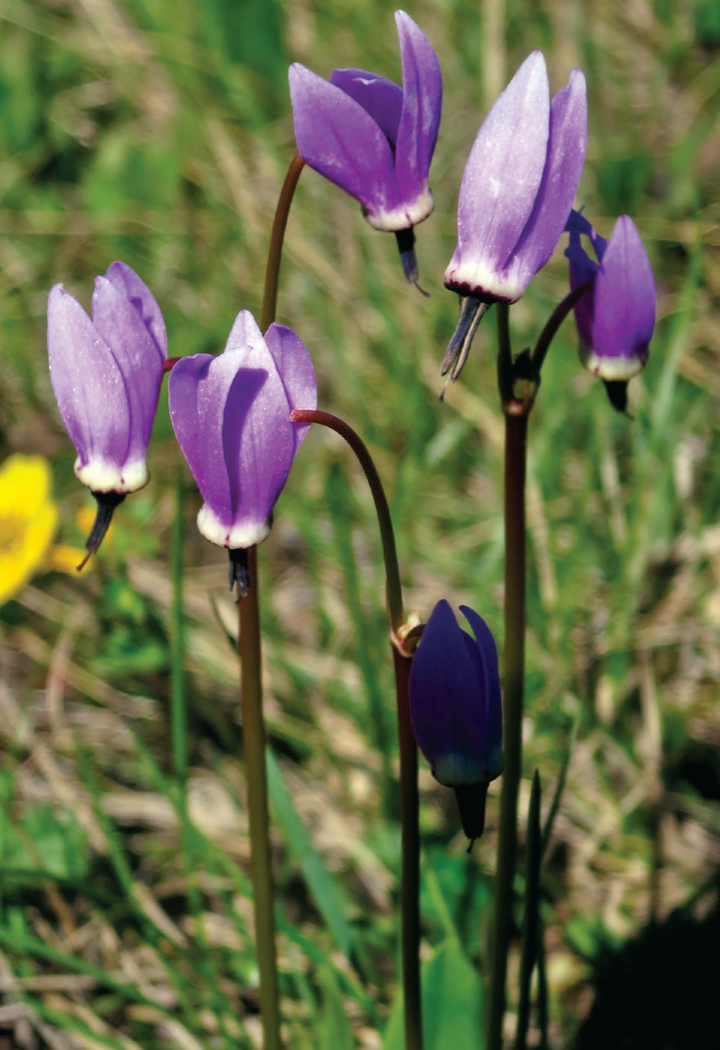 Jeffrey shooting star flowers are common in the moist soils of Indian Heaven - photo 10