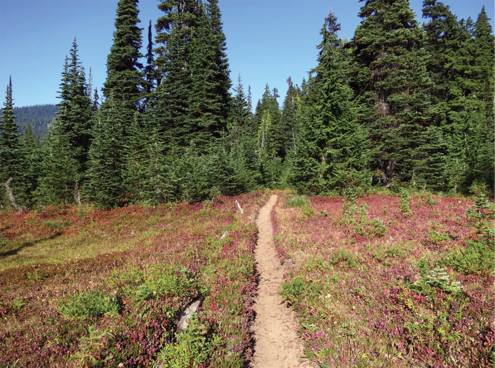 Fall foliage adds a splash of mauve to trailside greens near Cougar Lake - photo 9