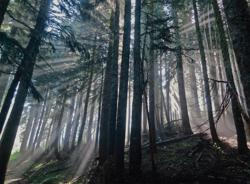 Sunlight through the trees in Indian Heaven gives a foggy morning a divine - photo 11