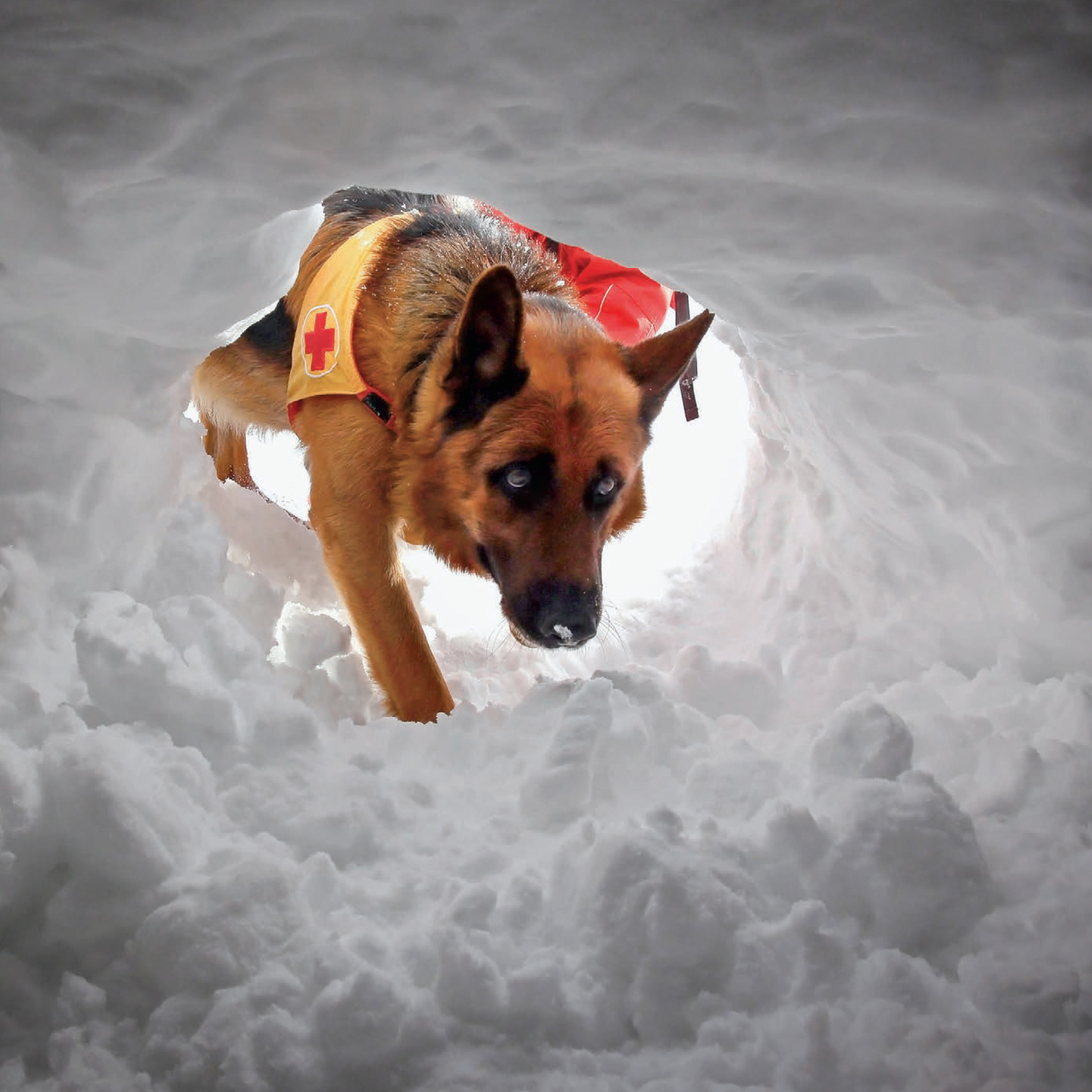 A Red Cross service dog practices rescue techniques for winter conditions - photo 6