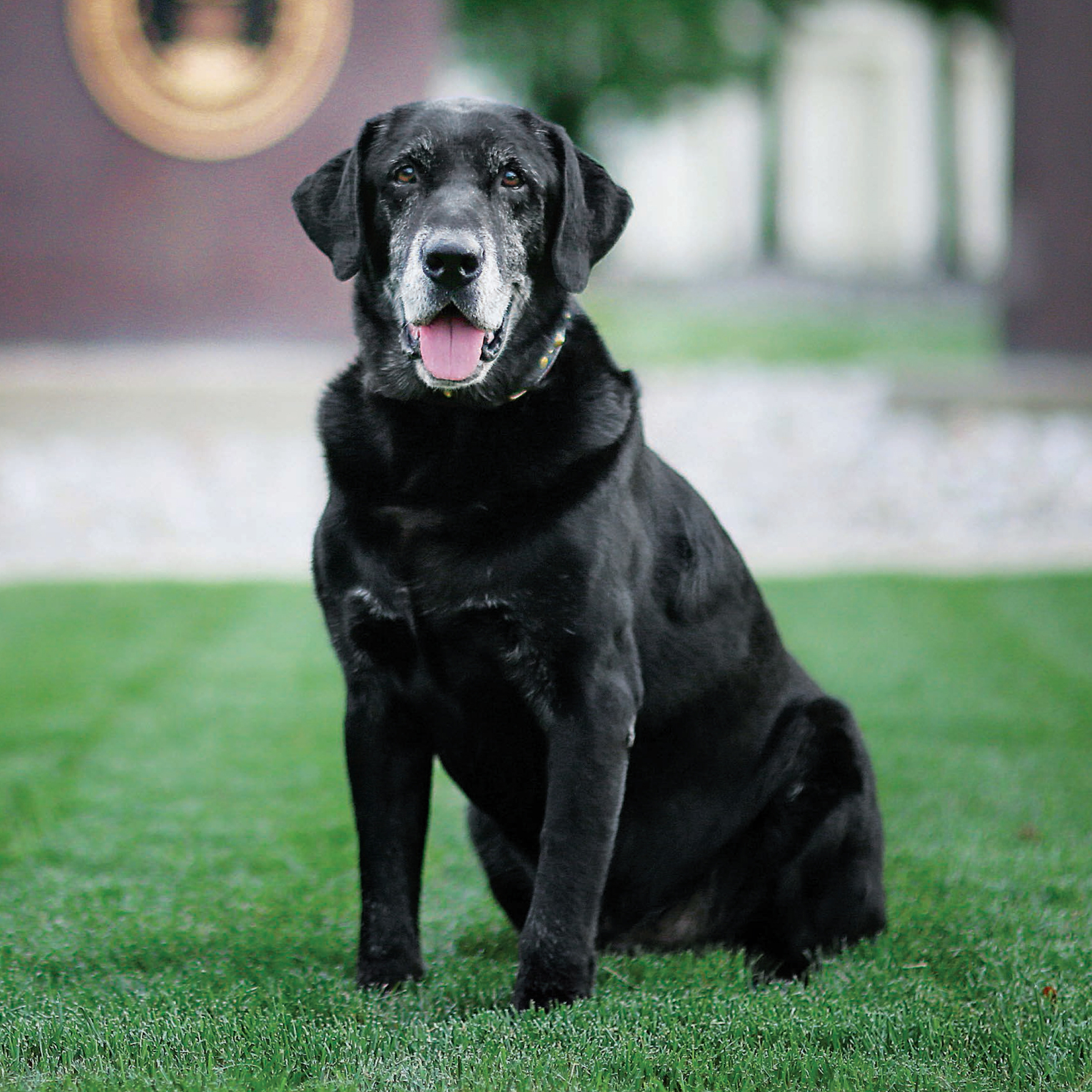 After serving overseas Chaneys chief mission is comforting his owner a fellow - photo 18