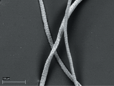 The outer scales overlap and cover many spindle-shaped cells This structure - photo 5