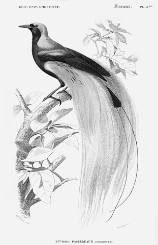 11 Male greater bird of paradise from Charles dOrbignys Dictionnaire - photo 12