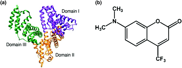 Scheme 1 a Structure of human serum albumin HSA b Molecular structure of - photo 1