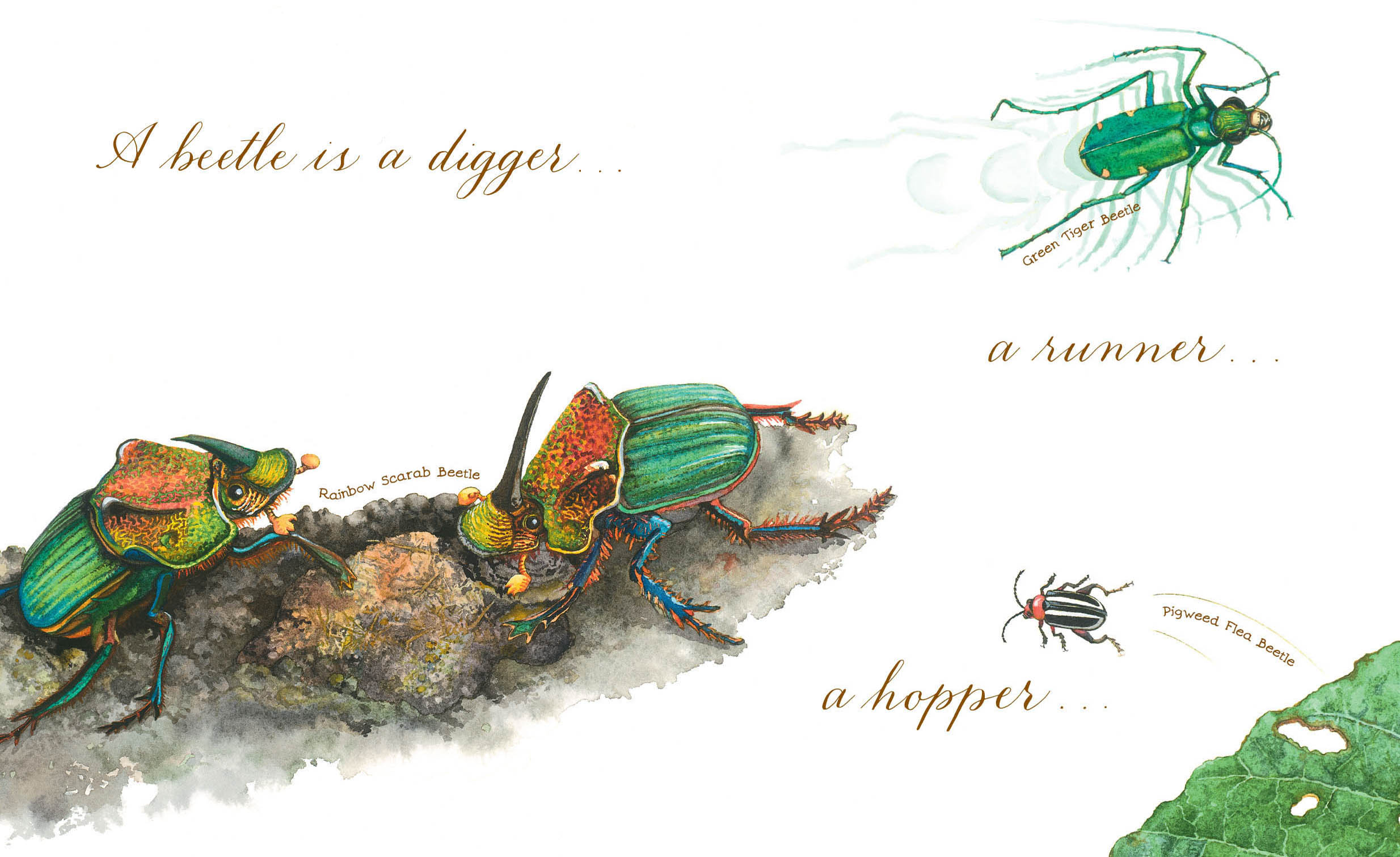 Some have legs that are wide and jagged for digging Dung beetles are like - photo 9