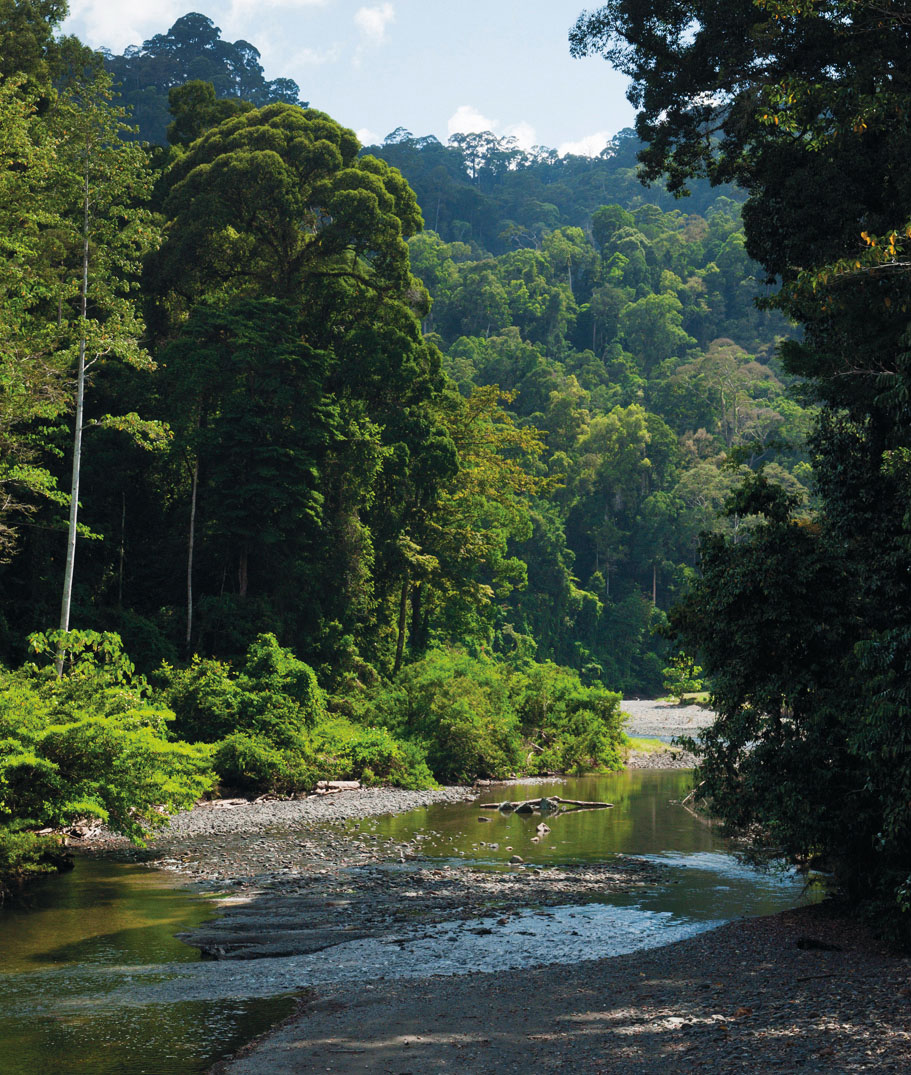 ANDERS BLOMQVISTLONELY PLANET IMAGES Gunung Mulu National Park If the only - photo 4