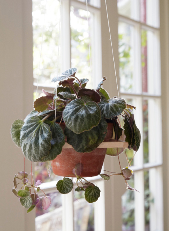 Plant craft 30 projects that add natural style to your home - image 1