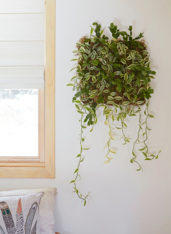 Epiphytes are ideal plants for wall gardens This one uses vanilla orchids a - photo 5