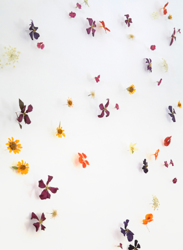 Dried botanicals make a beautiful wall display INTRODUCTION As any gardener - photo 6