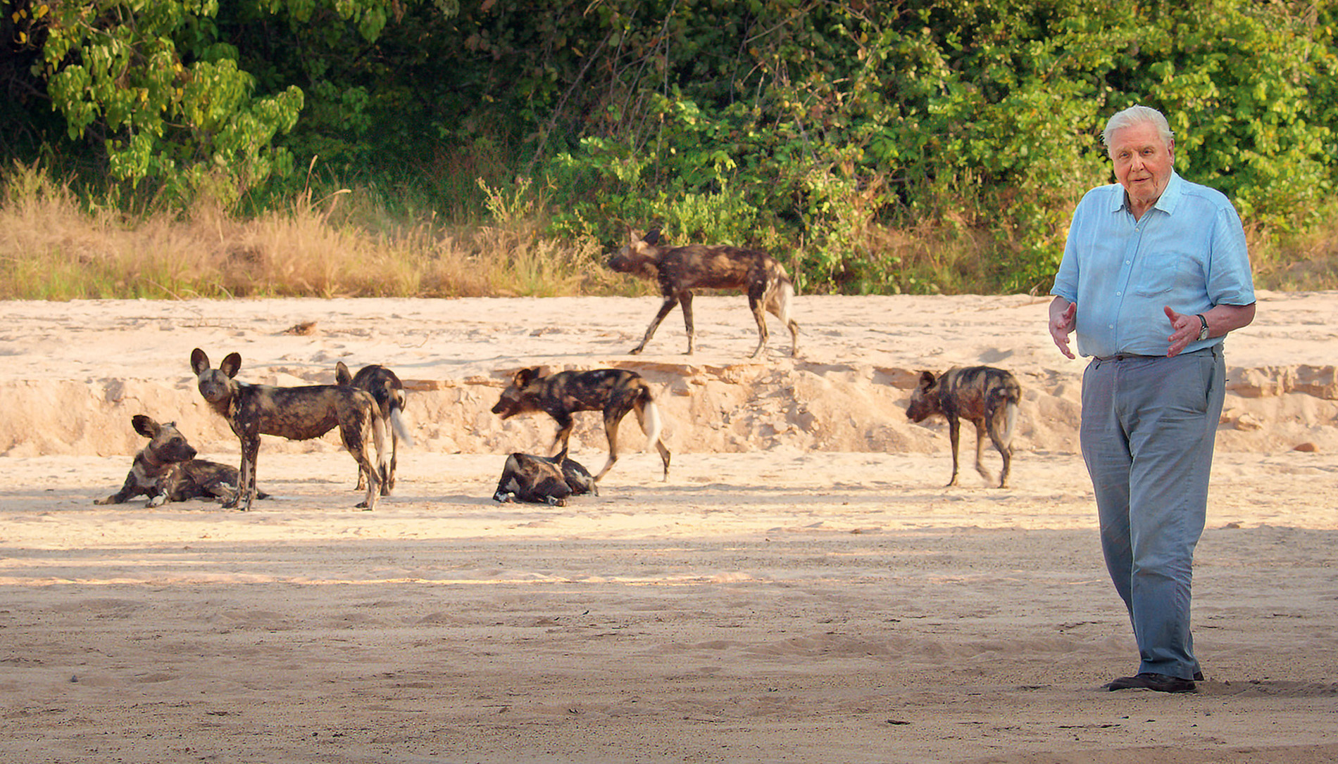 Sir David Attenborough with the pack of painted wolves one of Africas most - photo 4