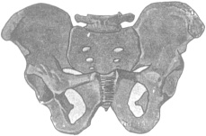 Male Pelvis demonstrates the groove between the two tuberosities at the upper - photo 1