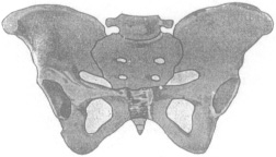 Female Pelvis C Combination Type of Joint of the forearm and hand is the - photo 2
