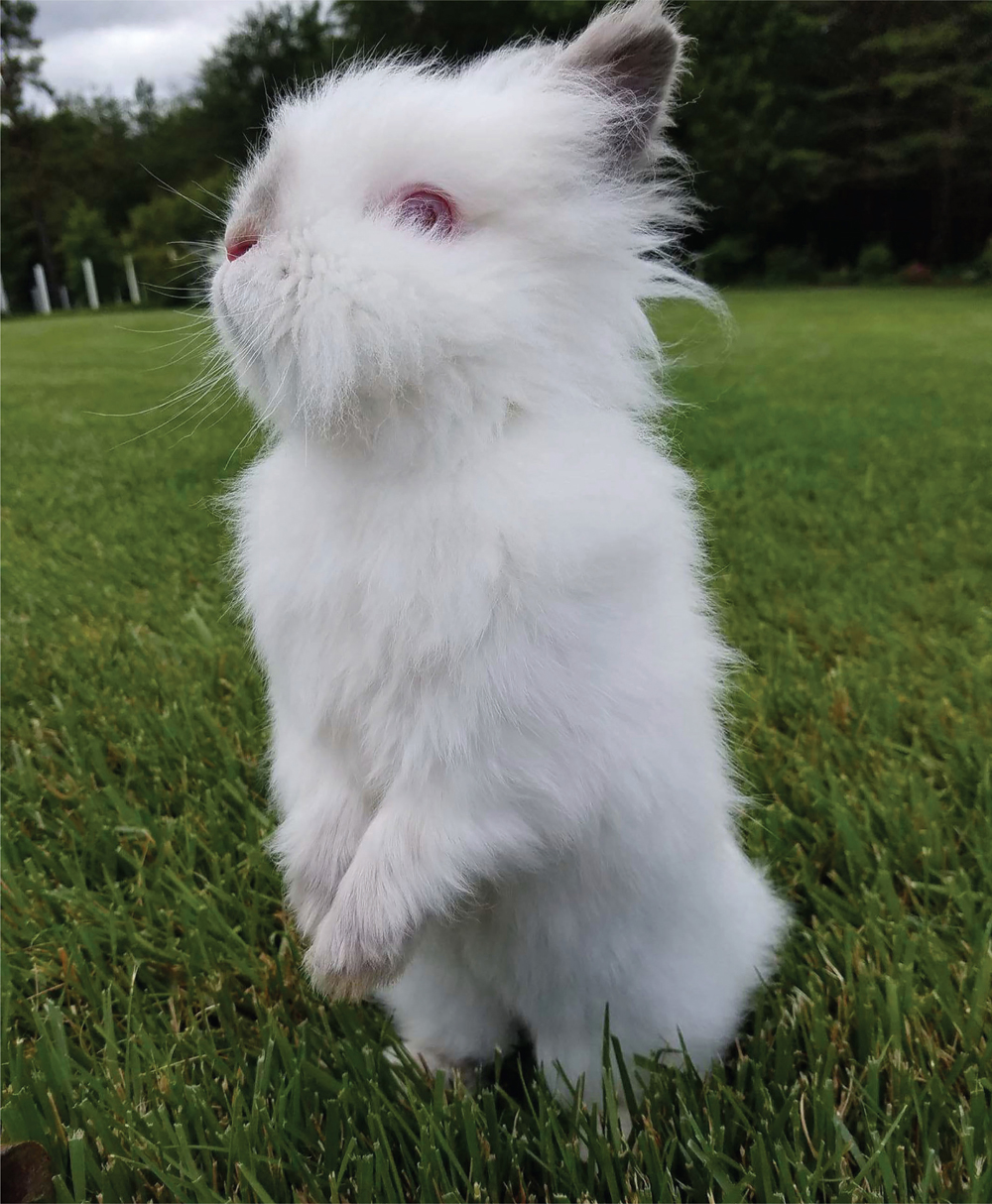 Raising Happy Rabbits An Introduction Welcome You are either considering - photo 3