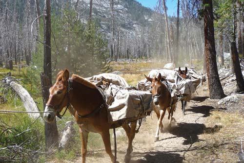 In addition to all its scenic wonders Yosemite is a park that is ideally - photo 16