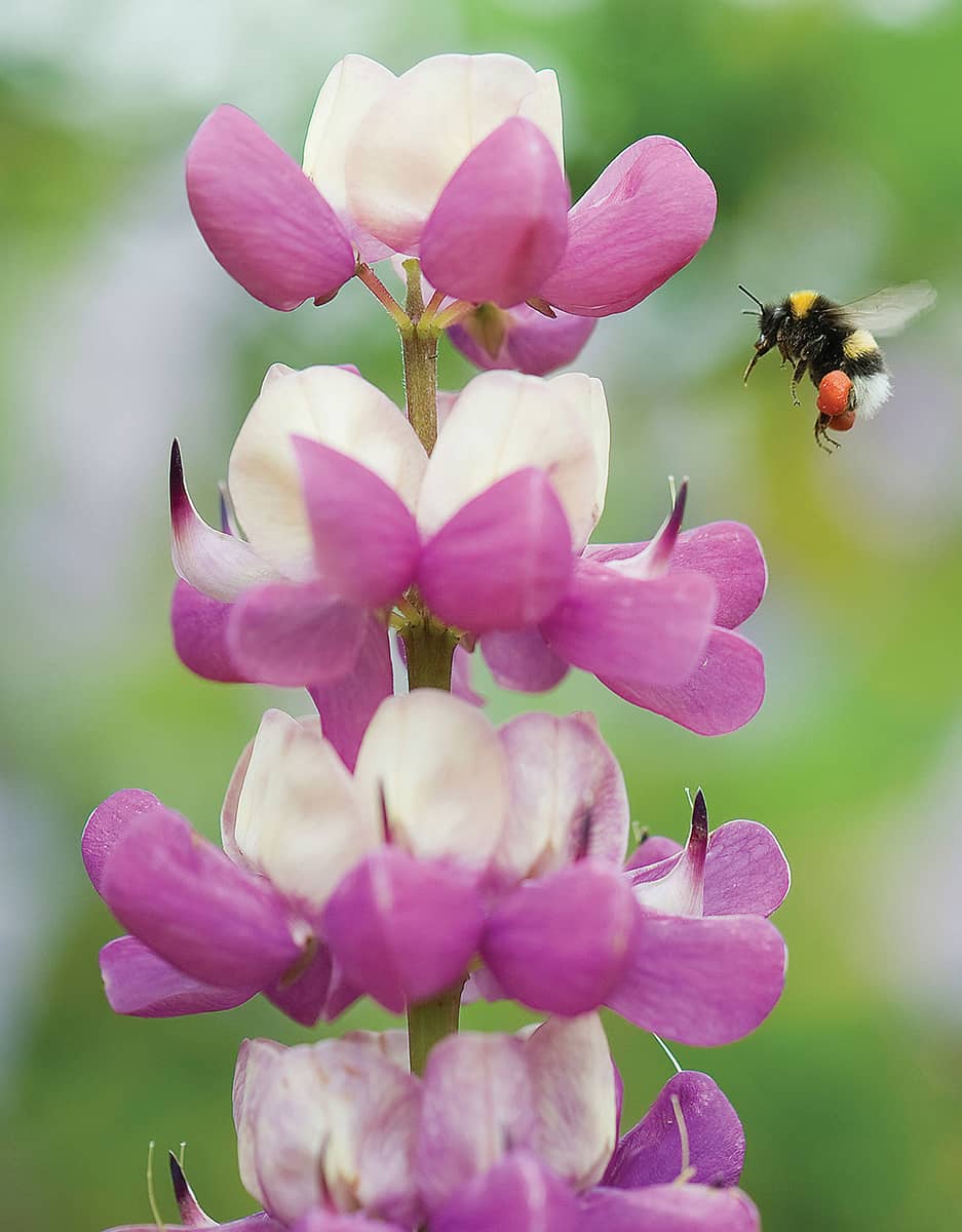 The bugs you see in your garden may include the essential pollinators such as - photo 6