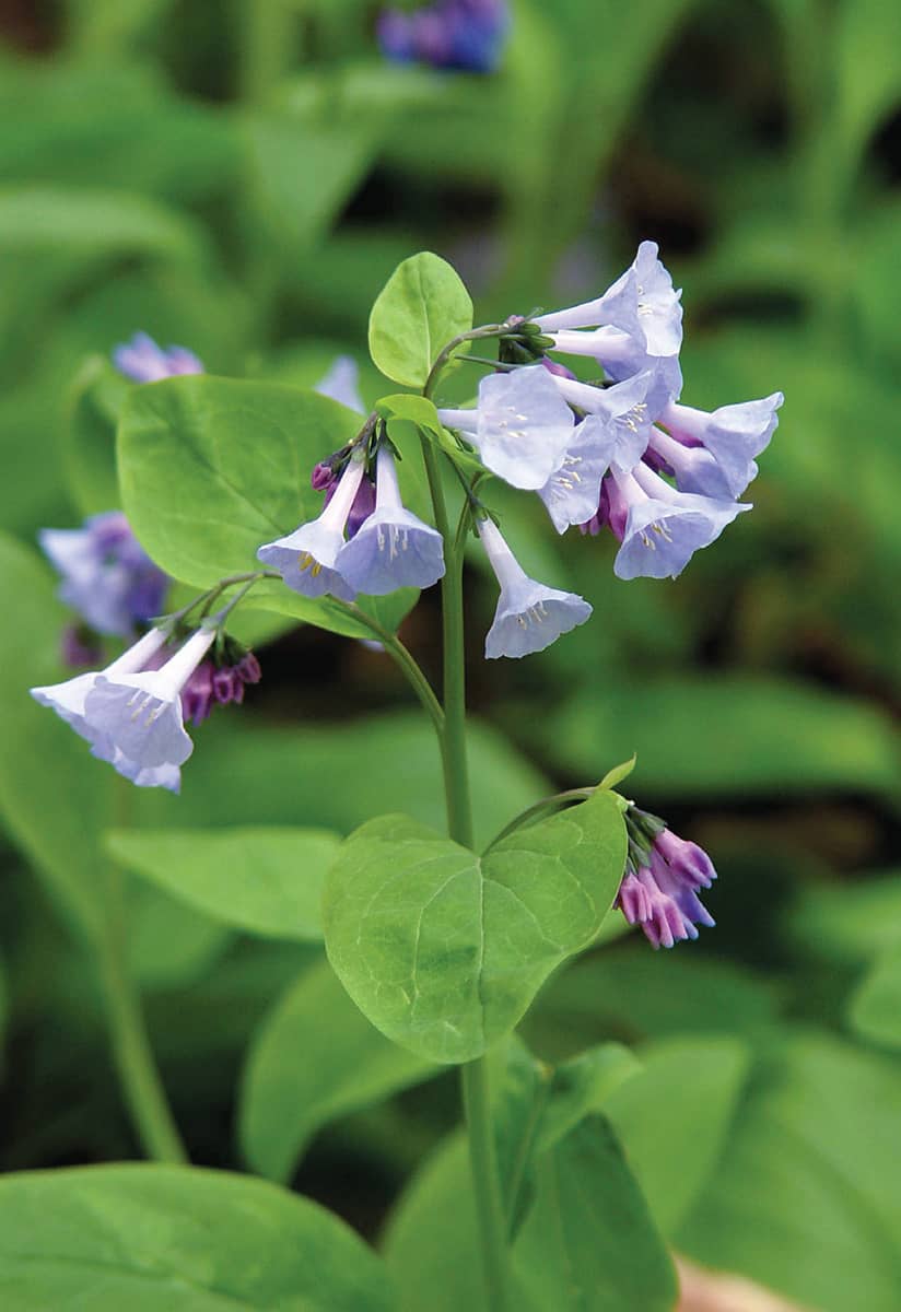 More than one plant is nicknamed bluebells but this one is a US-native - photo 7