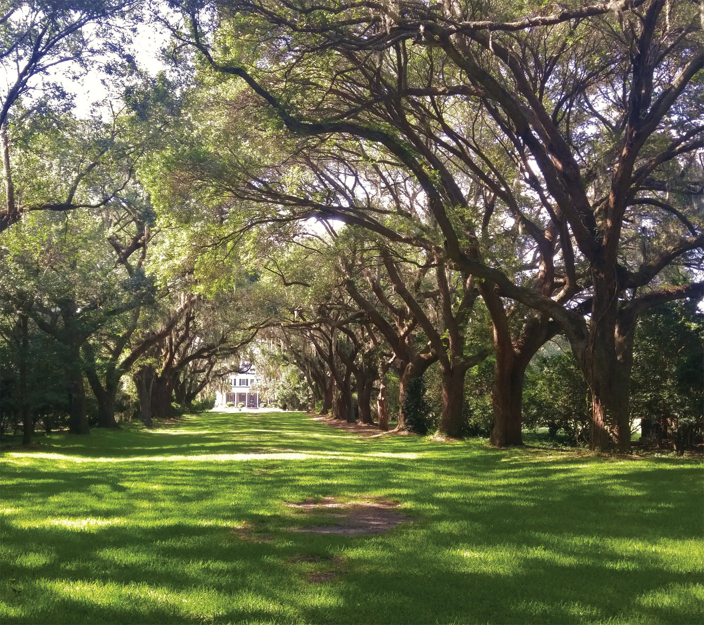 Foreword I was lucky to be born in Charleston and have lived here my entire - photo 7