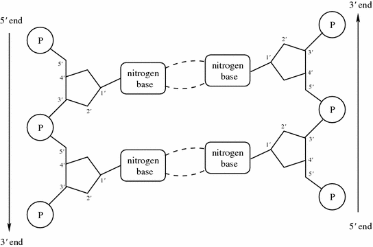 Fig 11 Each nucleotide consists of a phosphoric acid molecule P a sugar - photo 3