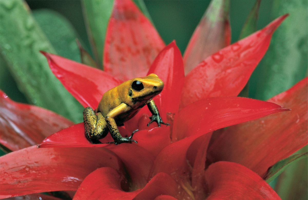 The ultimate champion of champions Phyllobates terribilis is so toxic that its - photo 7